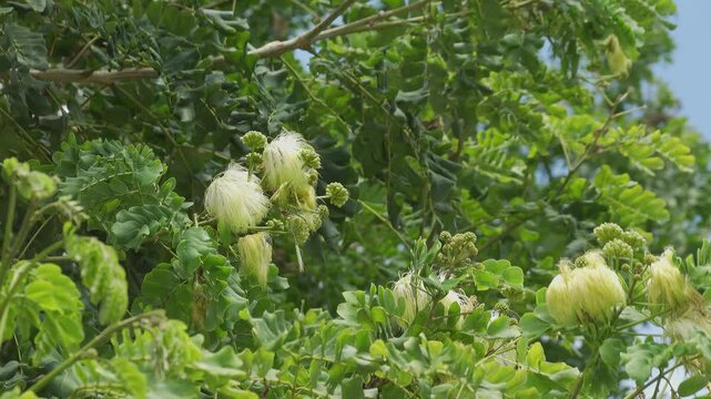 Albizia lebbeck (Indian siris) plant in strong win