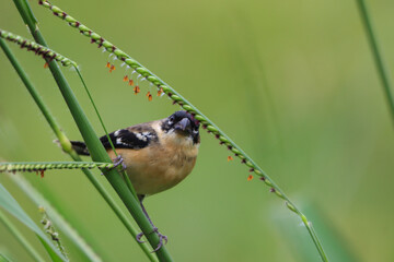 bird on a twig
