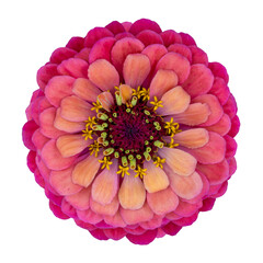 Top view of isolated pink and purple zinnia flower cut out on white background for summer season and graphic design color