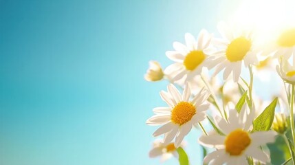 Bright daisies bloom under a clear blue sky, bathed in soft sunlight, creating a serene and vibrant atmosphere.