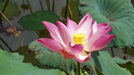 Nelumbonaceae,seroja or Purple lotus flowers bloomed and moved in the wind