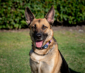 German Shepherd dog smiling at the camera