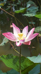 Nelumbonaceae,seroja or Purple lotus flowers bloomed and moved in the wind