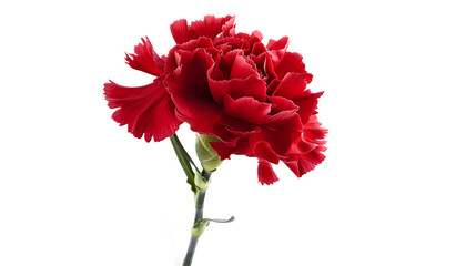 A classic red carnation flower against a transparent background.