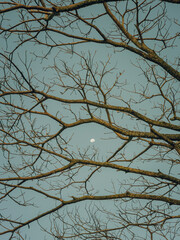 branches against blue sky