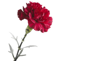 A classic red carnation flower against a transparent background.
