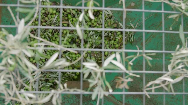 Olive oil mill. Separating leaves from olives at the top of the hooper