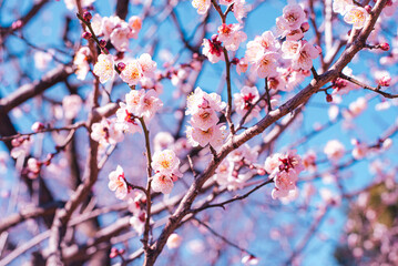 梅の花