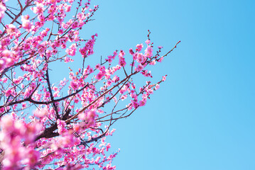梅の花