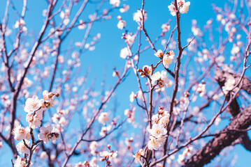 梅の花