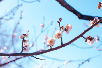 梅の花