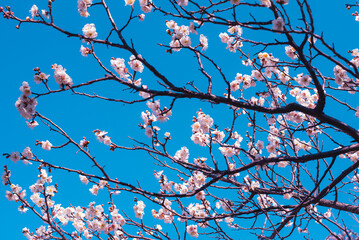 梅の花