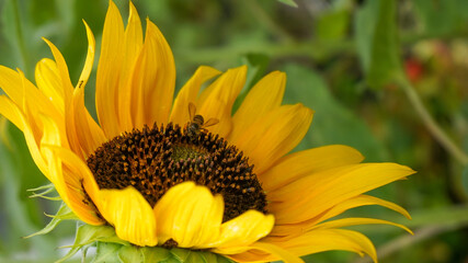 beautiful sunflowers are blooming in the fields © mykea