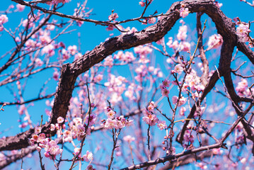 梅の花