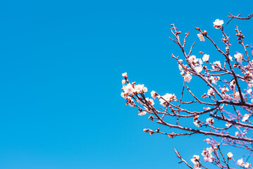 梅の花
