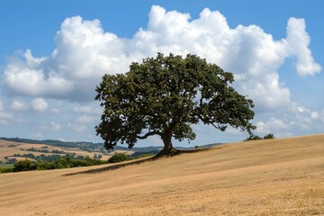 Fototapeta premium Solitary Beauty: Majestic Tree Standing Alone in the Vast Field