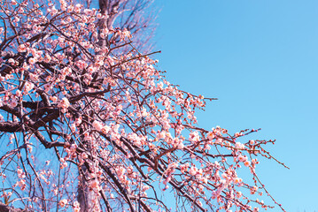 梅の花