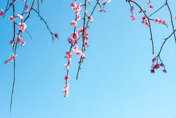 梅の花