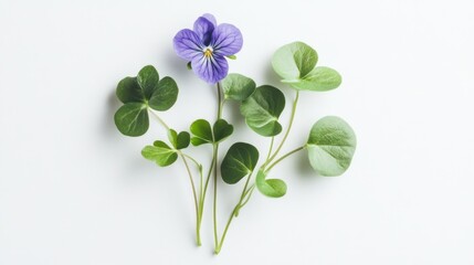 A minimalist composition of liverwort blooms, with a single blue-violet flower and subtle green leaves, photographed sharply against white.