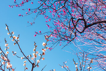 梅の花