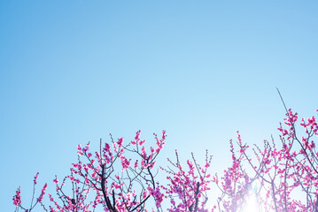 梅の花