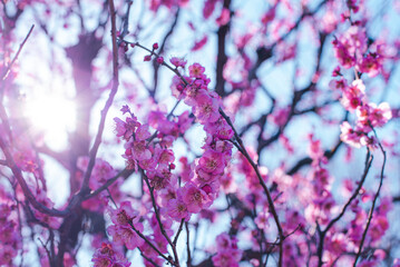 梅の花