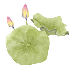 Naklejka premium Watercolor Lotus Illustration: Leaves and Buds, Ready Template Composition for Printing, Web and Textiles