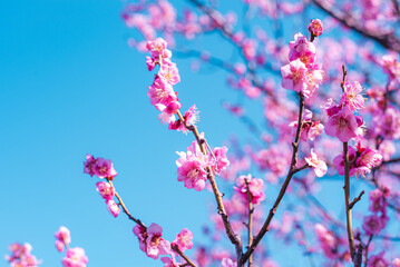 梅の花