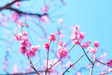 梅の花