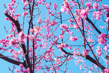 梅の花