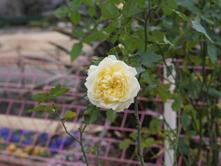 公園に黄色い薔薇の花が咲いている