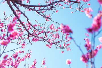梅の花