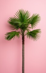 Single palm tree against a pink wall