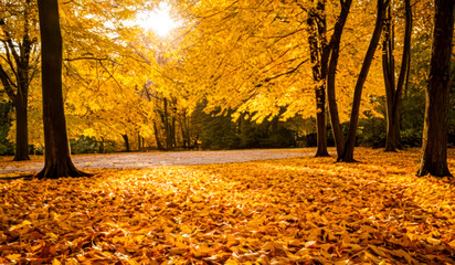Obraz premium Golden leaves carpet the ground under the warm glow of autumn sunlight