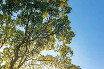 大きな木々の林、常緑の巨樹