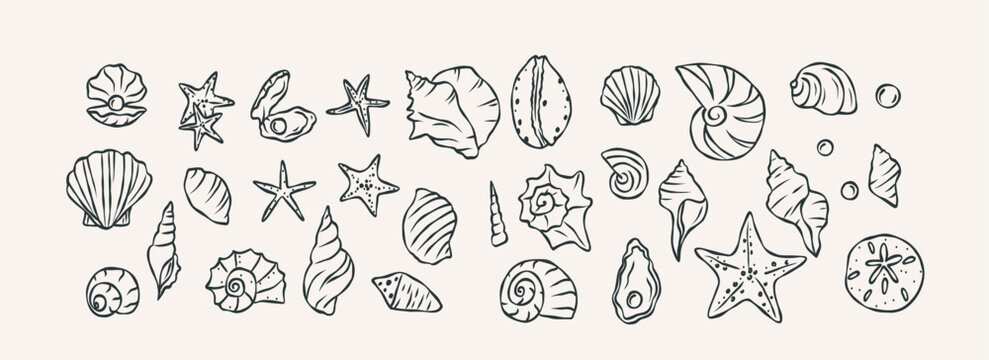 Hand drawn shells collection. Whimsical illustration