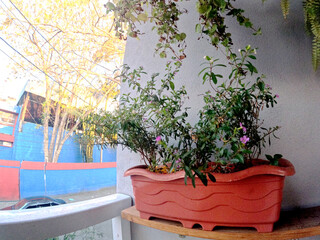 Domestic garden plants in the backyard of rustic house