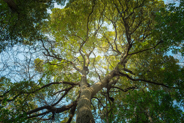 大きな木々の林、常緑の巨樹