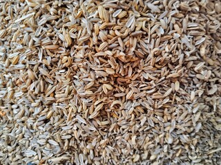 heap of fennel, fennel, or in Latin it is called Foeniculum vulgare. Fennel seeds have a sweet, slightly spicy taste, so they are often used to add flavor to dishes.