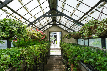 Ivy. Geranium Plant  in pot cultivated in greenhouse or glasshouse for spring sale at the local garden center.