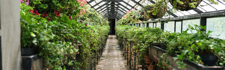 Ivy Plant  and geranium in pot cultivated in greenhouse or glasshouse for spring sale at the local garden center. banner.