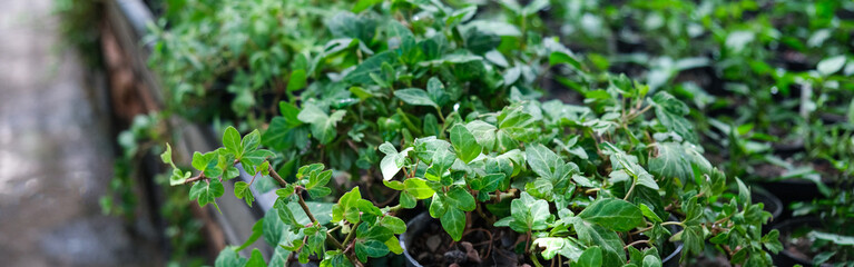 Ivy Plant  and geranium in pot cultivated in greenhouse or glasshouse for spring sale at the local garden center. banner.