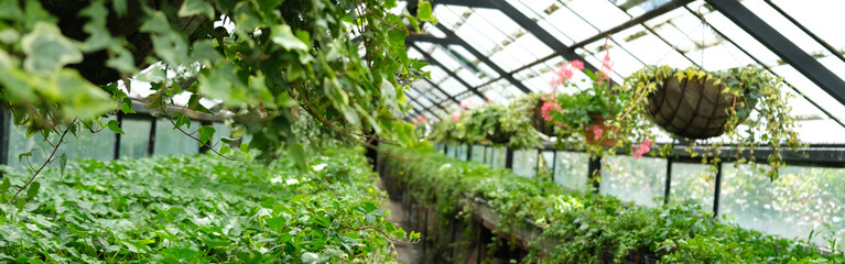Ivy Plant  and geranium in pot cultivated in greenhouse or glasshouse for spring sale at the local garden center. banner.