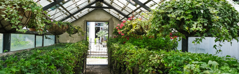 Ivy Plant  and geranium in pot cultivated in greenhouse or glasshouse for spring sale at the local garden center. banner.