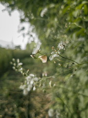 Tiny wild grass in the garden 