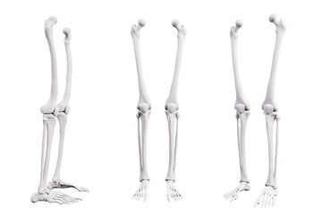 Human leg bones isolated on white background in different angles. Human skeleton anatomy medical template. The structure of the bones of the human legs. 3D medical education illustration