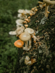mushroom in the forest