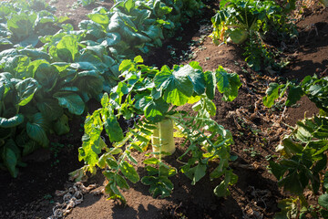 有機栽培の農園、収穫前の大根