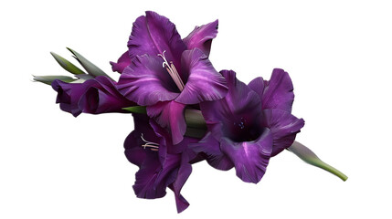 A deep purple gladiolus flower against a transparent background.