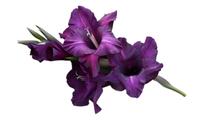 A deep purple gladiolus flower against a transparent background.